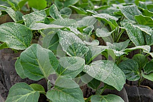 Eggplants seedlings