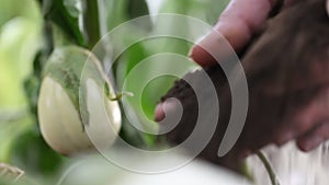 Eggplants white plants, hands fertilize the soil in the vegetable garden