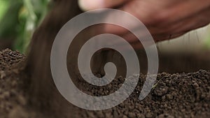 Eggplants white plants, hands fertilize the soil in vegetable garden, close up