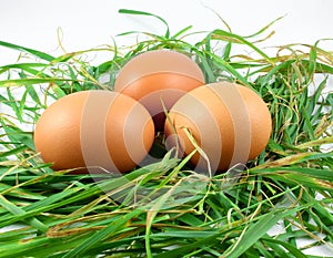 Eggs