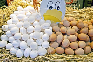 Eggs