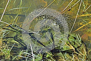Eggs of agile frog and common toad
