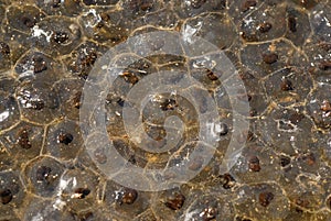 Eggs of amphibian in L'Aurent, France