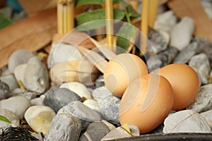 Eggs on a background of stone at the park