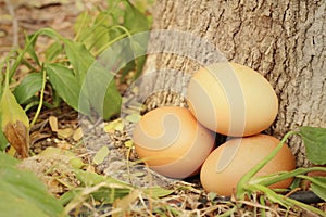 Eggs on a background of stone at the park
