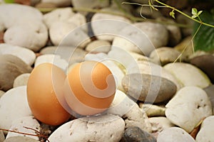 Eggs on a background of stone at the park