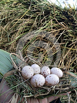 Eggs;  Bangau Turngakngak