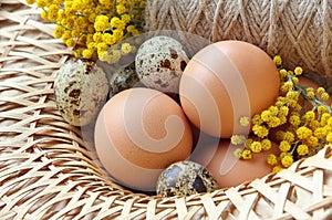 Eggs in basket