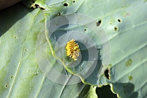 Eggs of big white cabbage butterfly