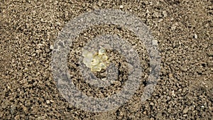 Eggs biggest slug Limax maximus cluster largest in soil under stone detail pile, white slightly yellow color great grey or leopard