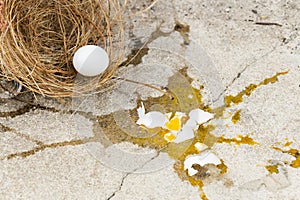 Eggs bird broken, it is falling out of nest with eggshell and yolk of eggs bird on the gray stone ground. Investment and