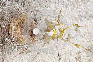 Eggs bird broken, it is falling out of nest with eggshell and yolk of eggs bird on the gray stone ground. Investment and