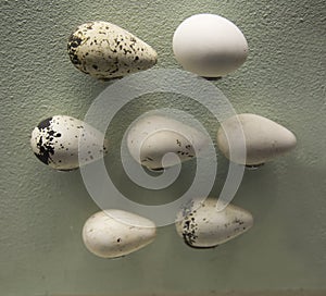 The eggs of the bird Kyra on the background of the relief wall. Birds, ornithology