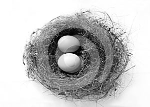 Eggs in bird nest