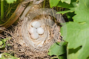 Eggs in bird nest among the branches of grapes
