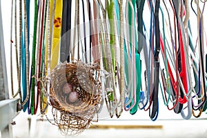 2 eggs in Bird`s nest clinging coat hangers, Close up shot, Biology life concept