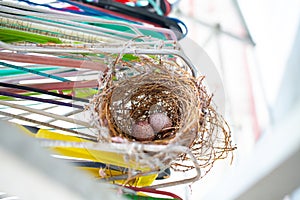 2 eggs in Bird nest clinging coat hangers, Close up and macro  shot, Biology life concept