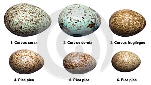 Eggs of birds of crow family (corvids).