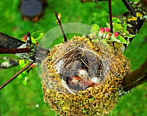 Eggs in birds nest