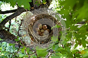 Eggs in birds nest