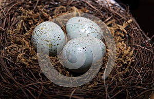 Eggs in Birds Nest in decorative white dish.  Three Green Easter Eggs with rustic look