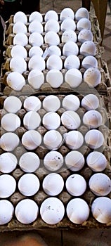 Eggs in a carton