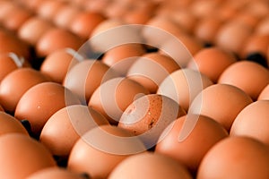 eggs in carton