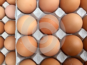 Eggs in Carton -top overview