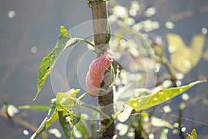 The eggs of Channeled apple snail.