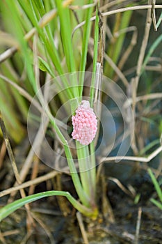 Eggs channeled applesnail on green grass