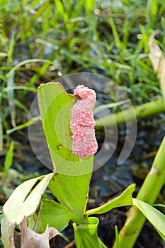 Eggs channeled applesnail on green grass