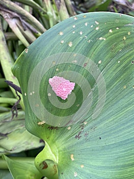 Eggs Channeled applesnail on green grass