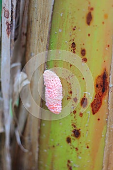 Eggs of channeled applesnail