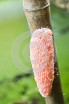 Eggs Channeled applesnail on wood pole Pomacea canaliculata