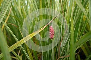 Eggs of cherry snails on rice plants