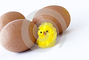 Eggs and chick