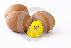 Eggs and chick