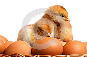 Eggs and chicken