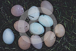 Eggs of chicken araucan