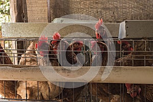 Eggs chicken farm in Brazil