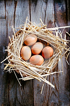Eggs in nest