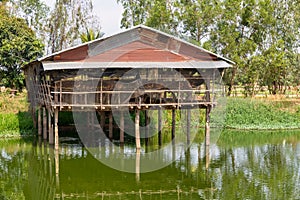 Eggs Chickens farm, hens in cages industrial farm. Raising laying hens in fish ponds