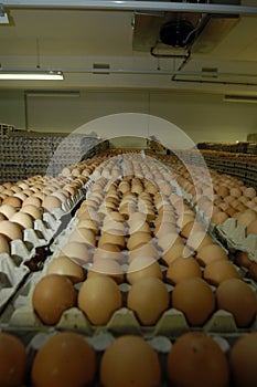 Eggs in cold storage room