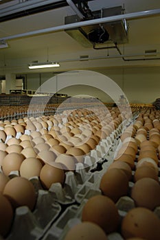 Eggs in cold storage room