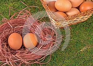 Eggs collected in a basket and chicken laying on the grass