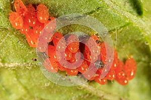 Eggs of the Colorado beetle on the leaves of potatoes