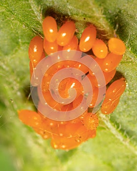 Eggs of the Colorado beetle on the leaves of potatoes