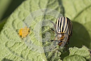 Eggs and Colorado potato beetle eats potato , Leptinotarsa decemlineata