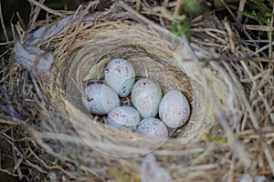 Eggs of Common Linnet carduelis cannabina baby birds laying in the nest in thuja.