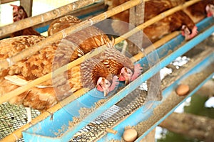 He, and eggs eating food in farm